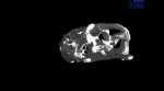 Dinosour Skull