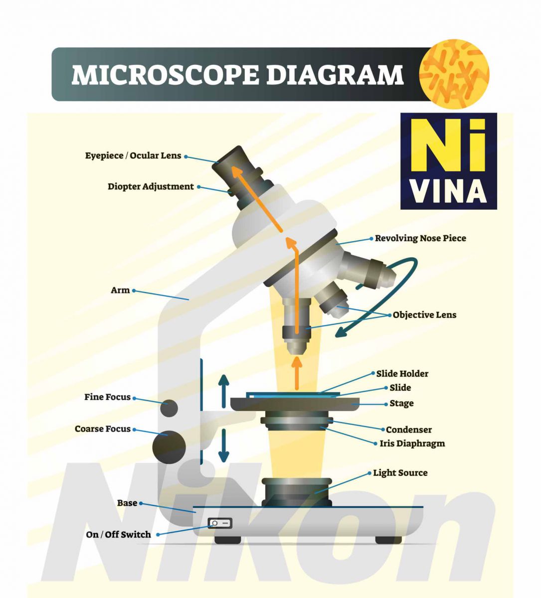 Cấu tạo Kính Hiển Vi Soi nổi Nikon